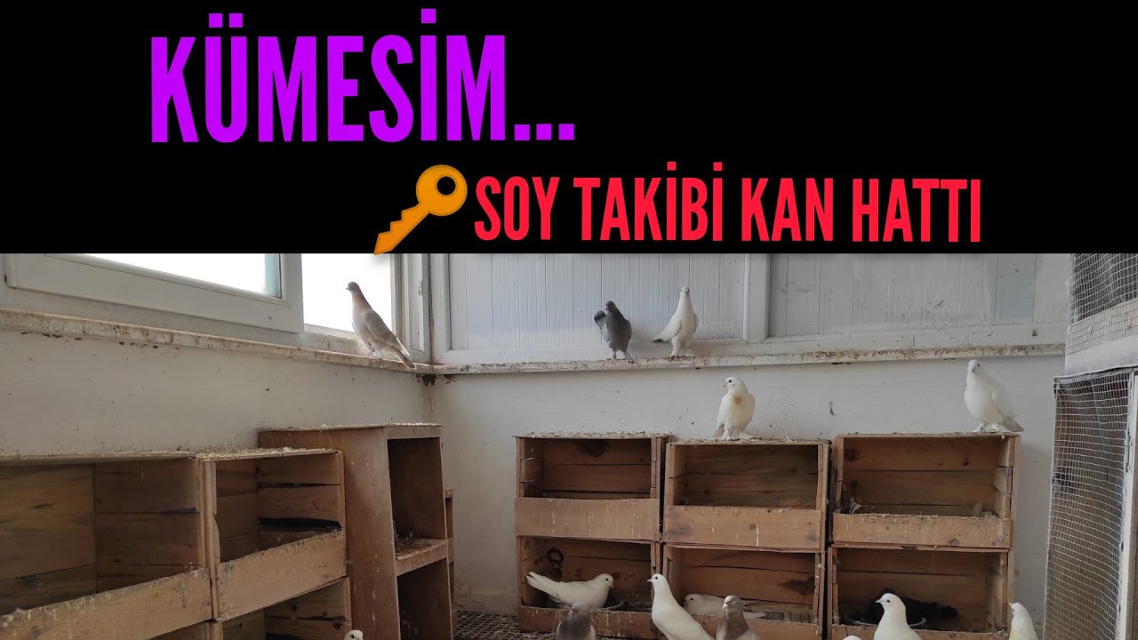 Oyun kuşu kan hattı