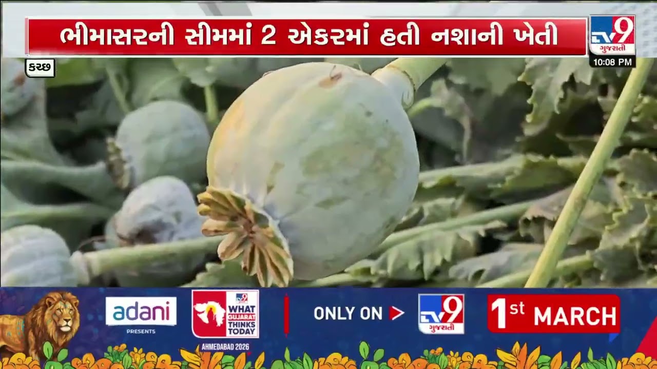 Opium Cultivation Worth 9.41 Crore Busted in Kutch Three Arrested | Gujarat | TV9Gujarati