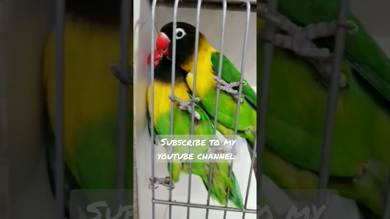 black mask african lovebirds adult breeding pair #shorts daily new post mybirdshobbys