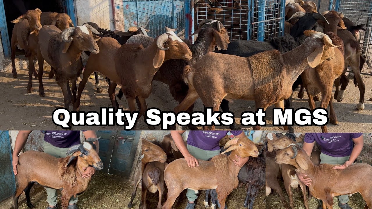 Premium Quality Sindunur Sheeps Available at MGS