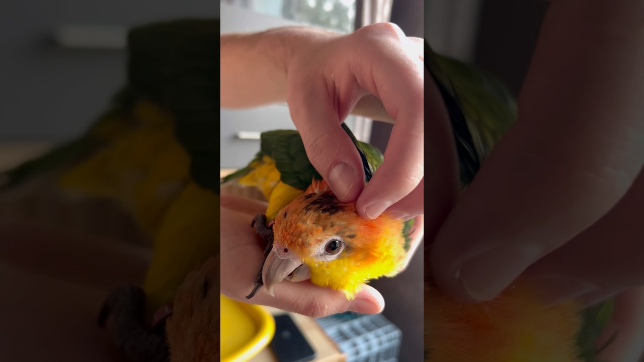 Caique Brabus in Relax #birds #caiqueparrot #parrot #funnyparrot #caiques #pets #cute #viral #fypシ
