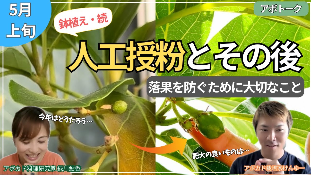 【気をつけて！】人工授粉とアボカドの落果を防ぐために大切なこと！5月上旬・鉢植え栽培in関東