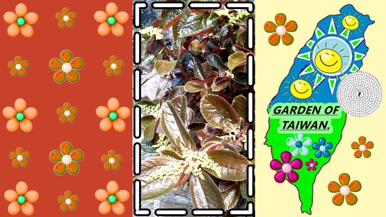 ベトナム原産の植物