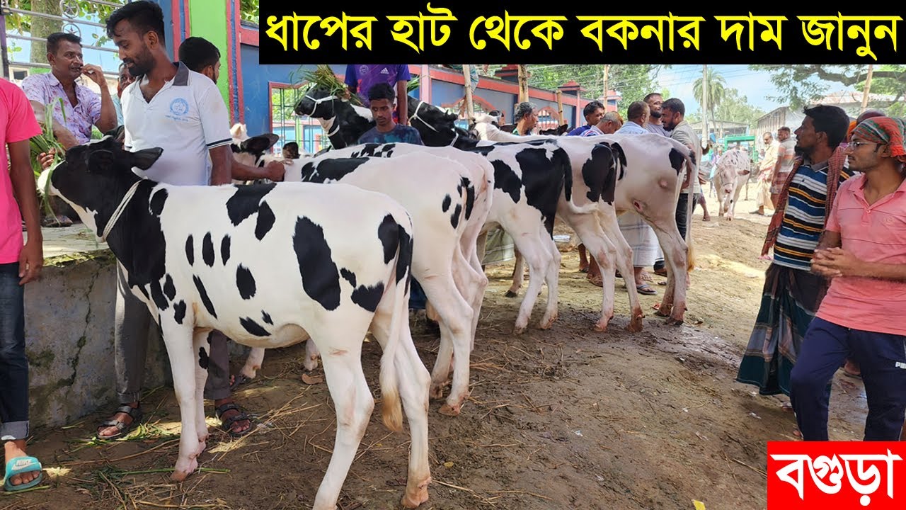 উওরবঙ্গের সবচেয়ে বড় ধাপের হাট থেকে হাই কোয়ালিটির বকনা বাছুরের দাম জানুন cow price 2023