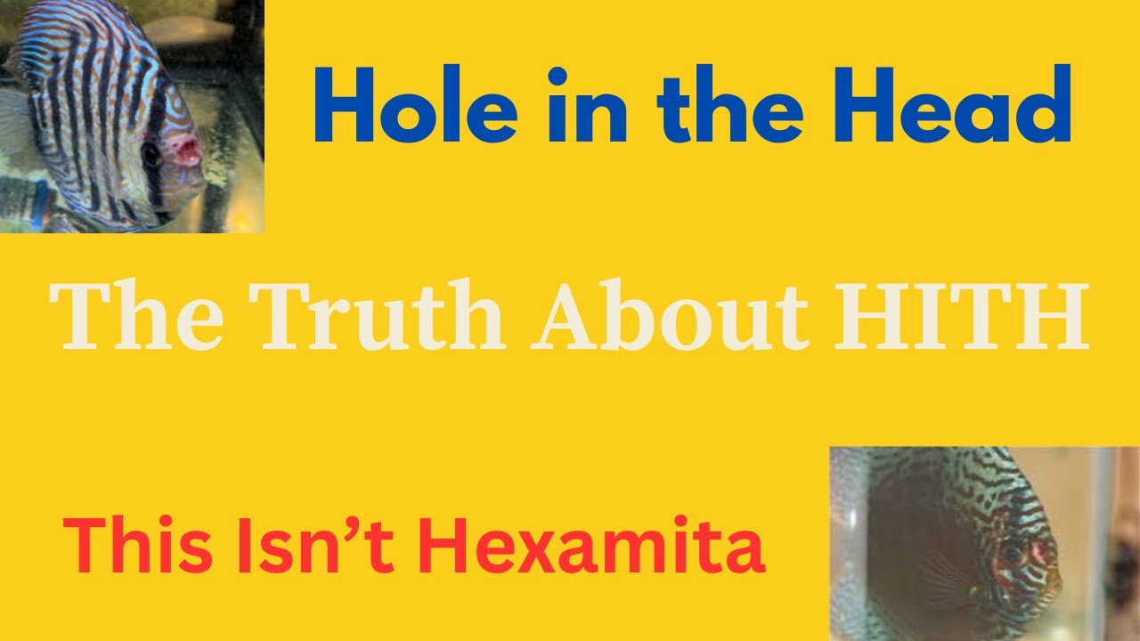 Why ONE Discus Has HITH in a Room of 300 (Real Cause Explained)