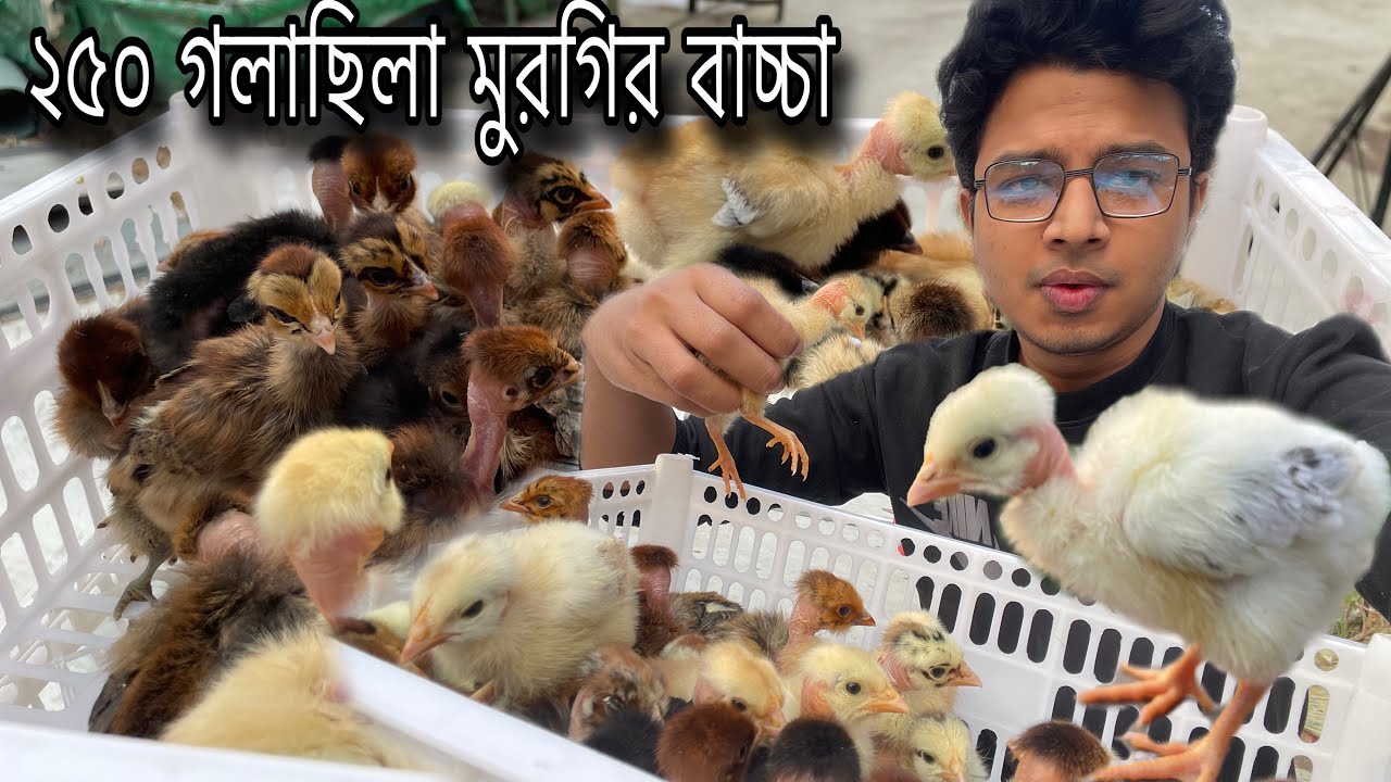 ২৫০ পিস গলা*ছিলা মুরগির বাচ্চা আনছি  |FLEET WORLD| 