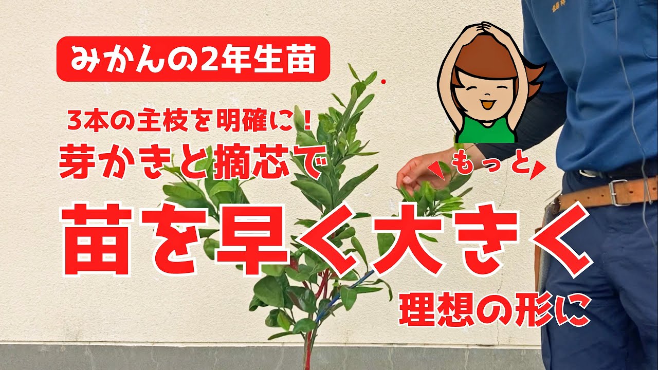 【柑橘栽培】二年生　みかんの苗を早く大きくする②-JAみっかび