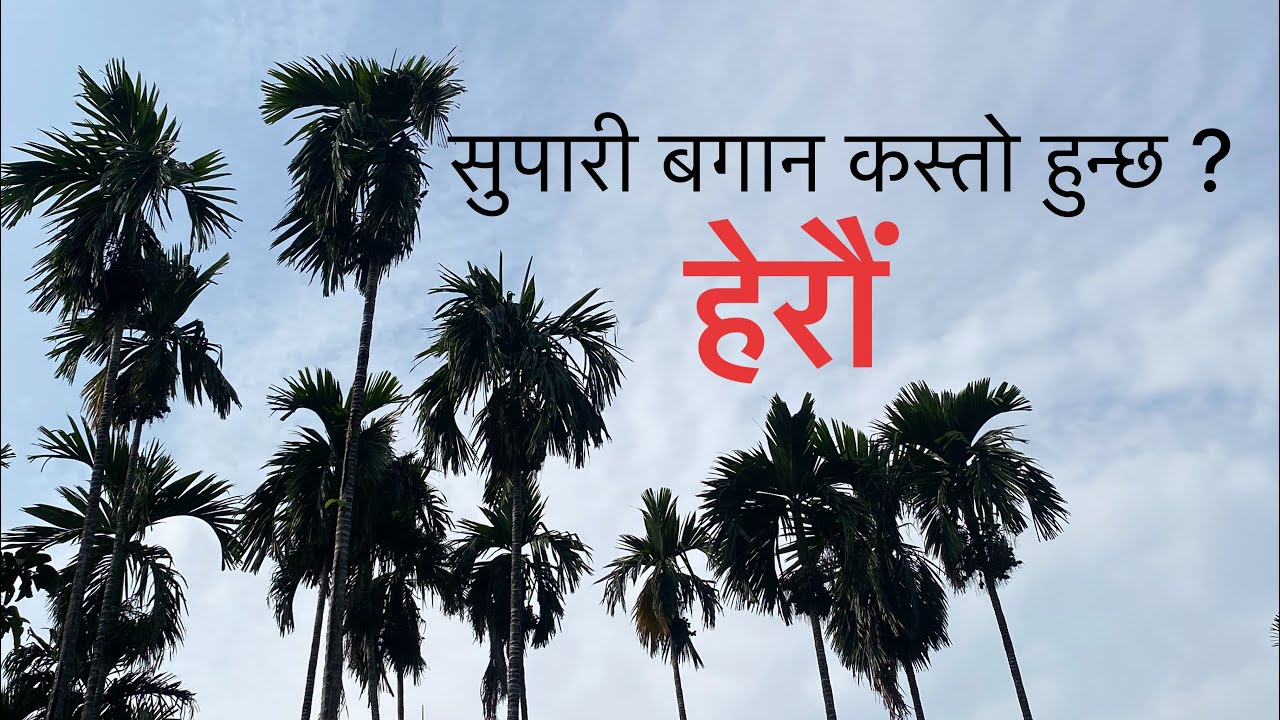 Supari Kheti Kasari Garne ? Supari Bagan Ko Video | Betel Nut Farming
