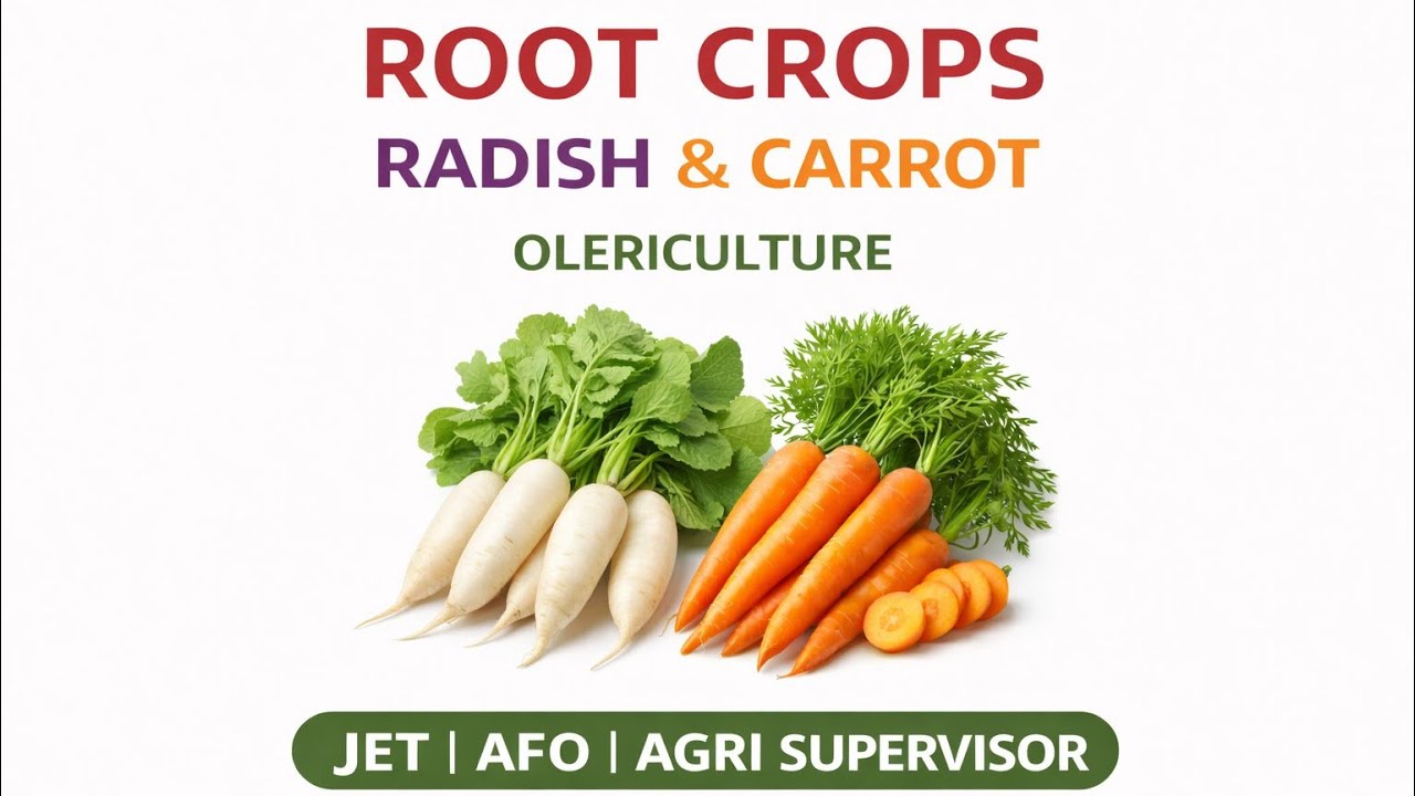 Root Crops | Radish & Carrot | Horticulture | Olericulture | JET | Agriculture Supervisor | AFO