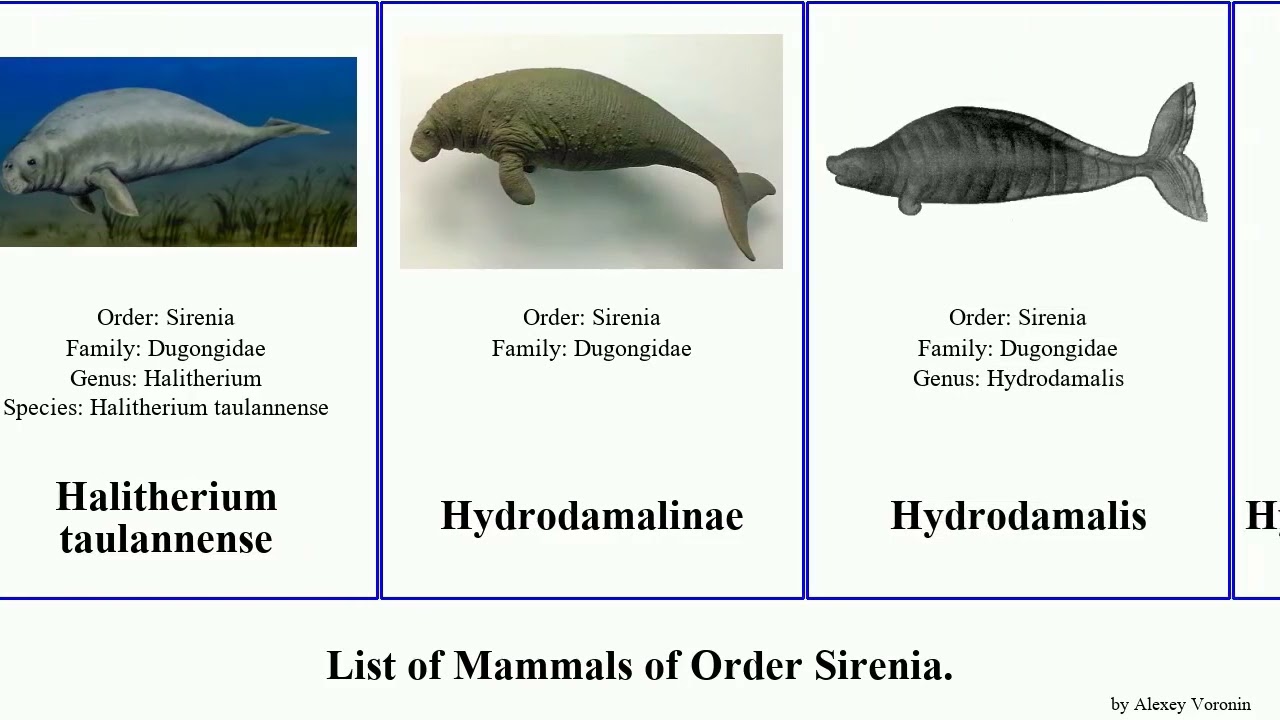 List of Mammals of Order Sirenia. manatee metaxytherium medium portelli Trichechus Rytiodus Cow