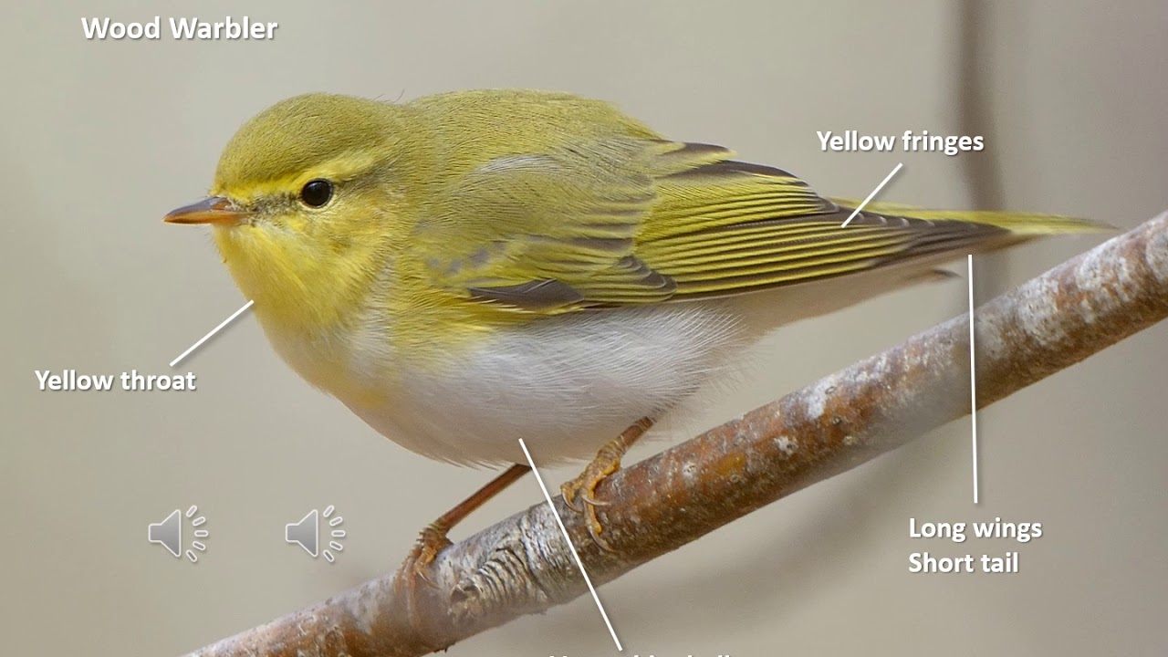 UK Breeding Warblers