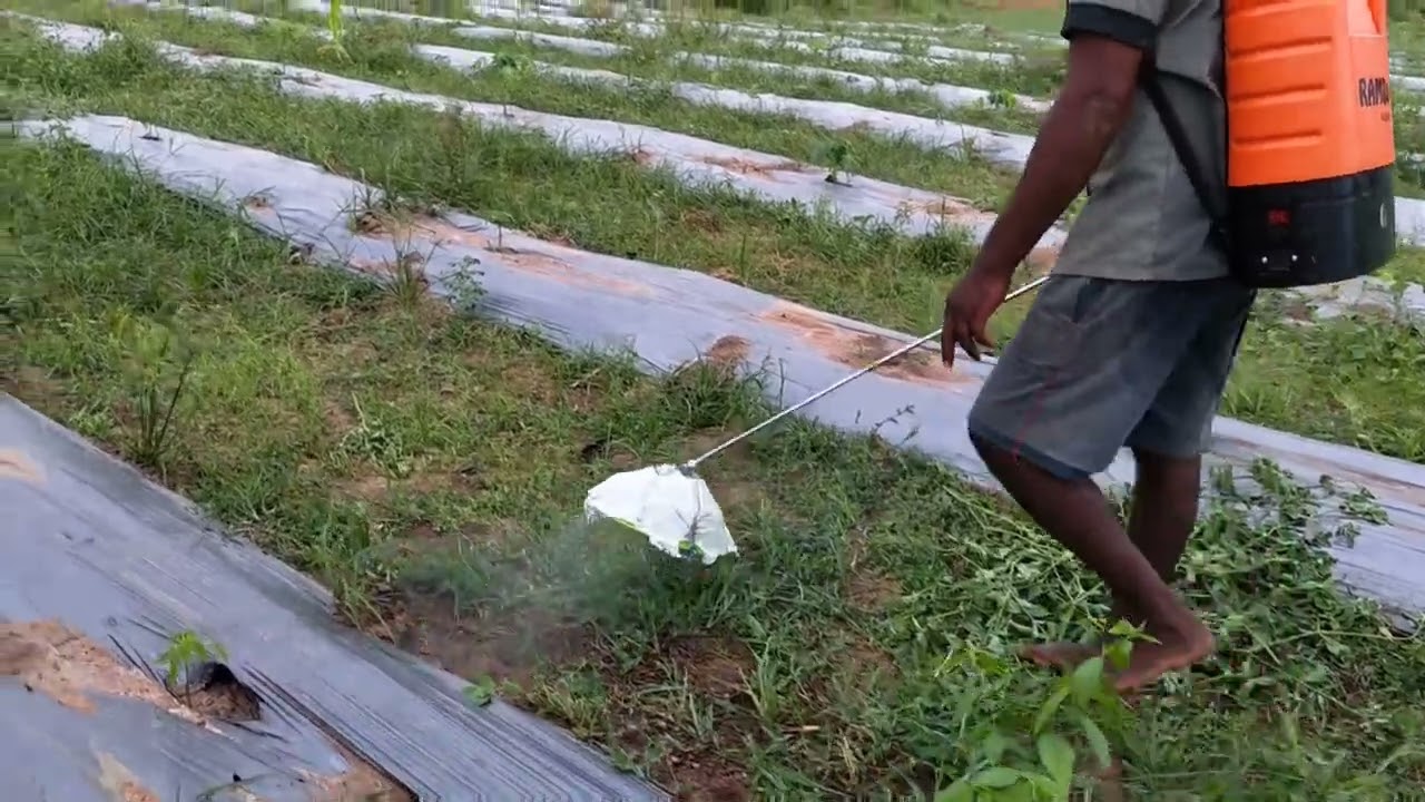 Papaya farming: Weed control #papaya #papayafarming #agriculture #weedcontrol #farming