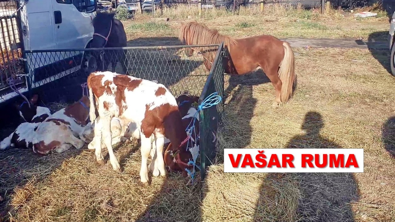 Va&scaron;ar u Rumi stoka, koze konji telad ovce