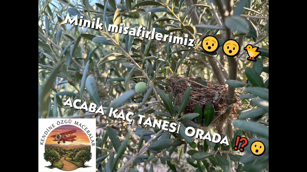 Burada Zaman Durmuş Gibi – Zeytinlerin Gölgesinde  🍃  🌿  #zeytin BÖLÜM 2