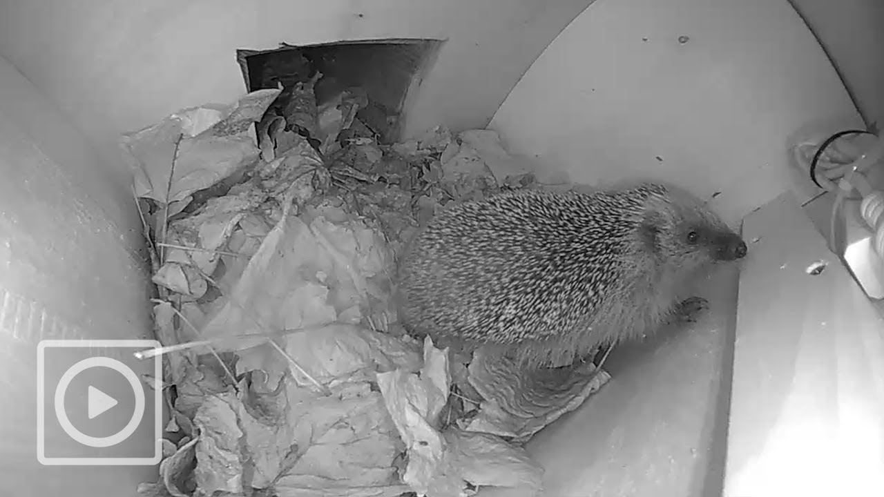 Laatste bezoek van de egel?! | #EGELHUIS1