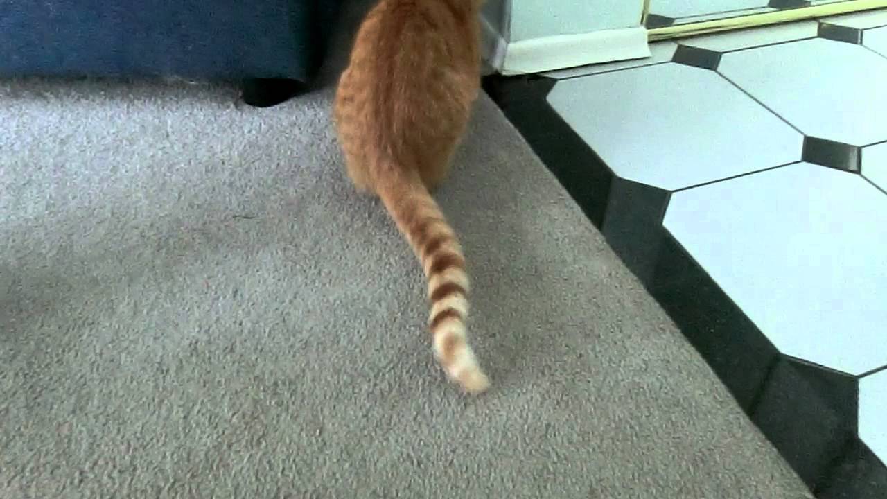 Cat shakes tail like a rattlesnake