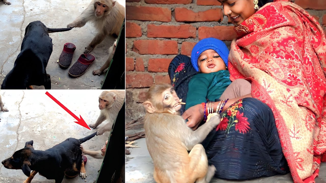 गब्बर सिंह ने लाडो की पूँछ पकड़ के घसीट डाला😲😲| Monkeys Viral Funny Video | Feeding Monkeys