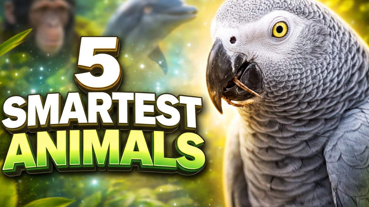 5 Smartest Animals On Earth 