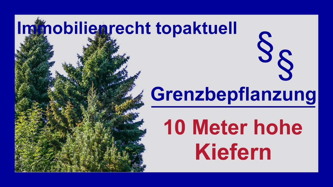 Nachbarstreit Grenzpflanzen! 10 Meter hohe Kiefern sorgen für Ärger | Tutorial