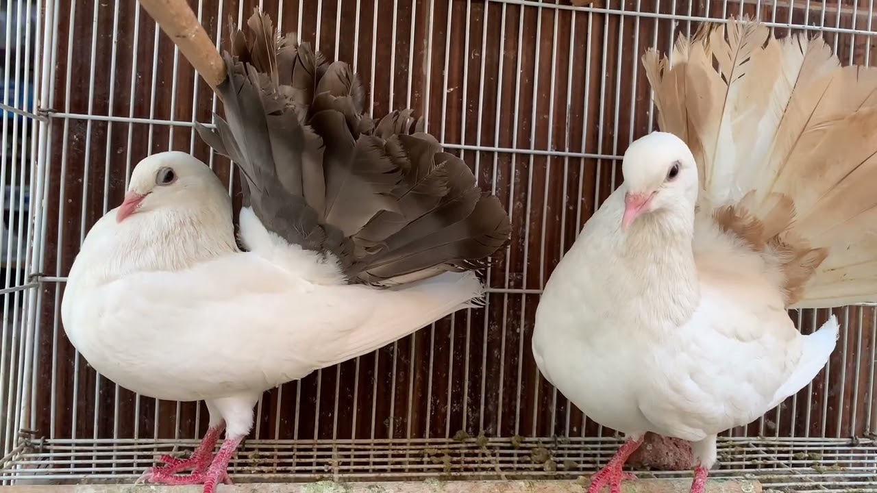 وضعت فتيامين حلو اوي في المياه  بيجيب من الاخر وبيزود عنقود البيض🤔🤔 budgie#