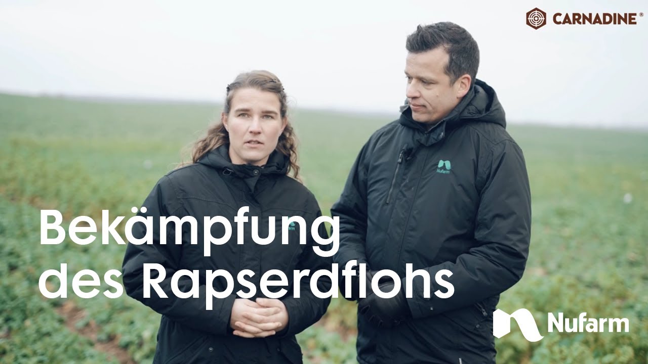 Rapserdflohbek&auml;mpfung mit Carnadine&reg;
