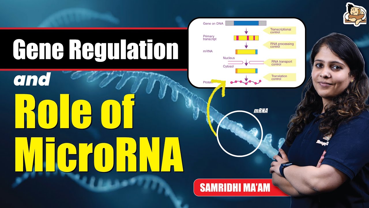 How MicroRNA Shapes Gene Expression?