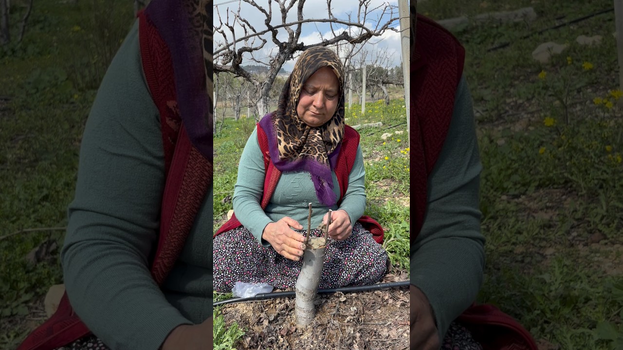 Bah&ccedil;emizde erik ağacılarımıza yarma kalem aşı yapıyoruz.￼ #kalemaşı #yarmaaşı #bah&ccedil;e