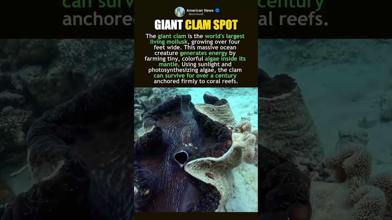 SECRET POWER OF GIANT CLAMS