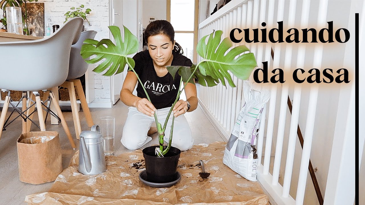 plantando as mudinhas, corte de cabelo no marido e cortina nova! 🌿 | Vanessa Lino