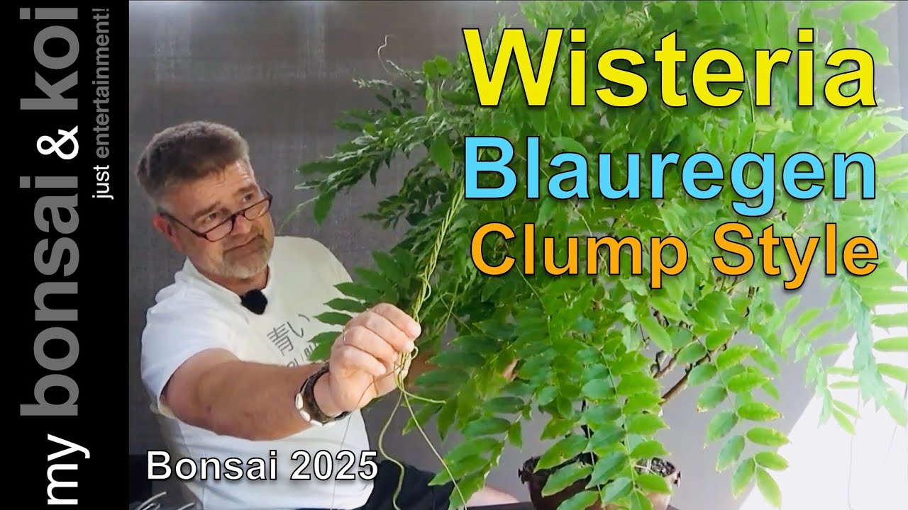 Bonsai 2025-31 - Blauregen - Wisteria - Vom Start weg ein Clump Style!