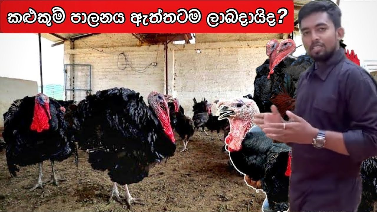 සාර්ථක කළුකුම් පාලනයට අත්වැලක්🦃🐣 #TURKEY_MANAGEMENT/ #turkey #turkeyfarming/ කළුකුම් පාලනය🦃