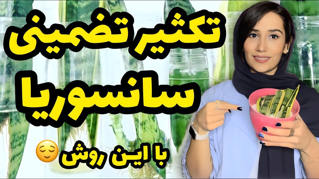 تکثیر تضمینی سانسوریا😎 | هر چیزی که باید در مورد تکثیر سانسوریا بدونین | آموزش تکثیر سانسوریا😍