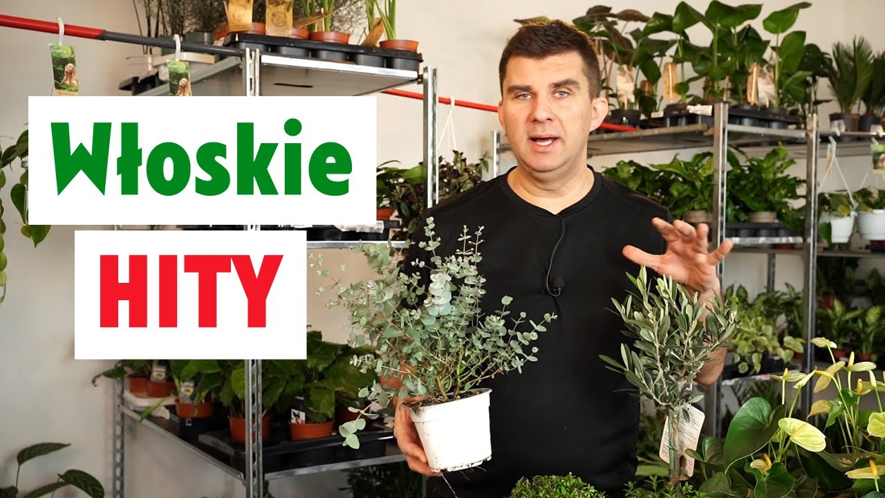 Moje propozycje roślin na taras. Jak uprawiać eukaliptusy, oliwki i mirty
