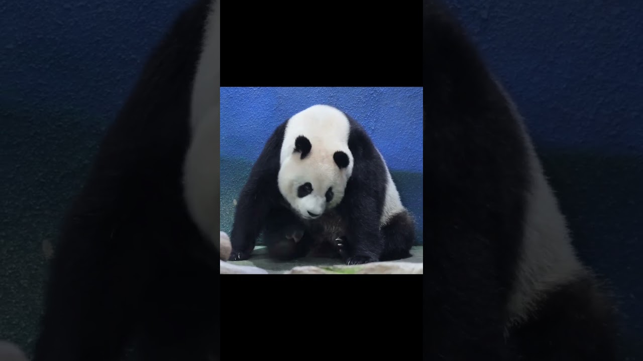 圓仔舉腳腳抓癢癢 #panda #yuanzai #熊貓 #shorts #圆仔