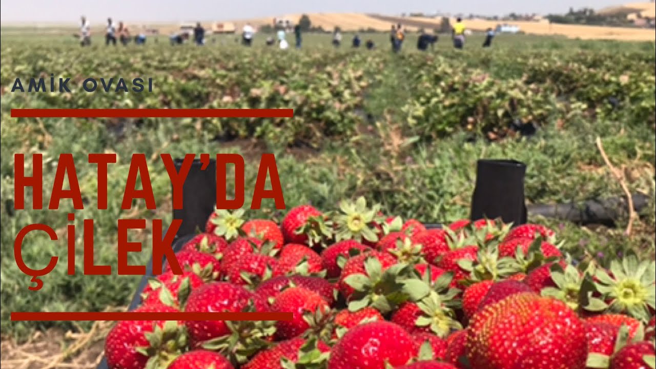 Hatay çilek üretiminde iddialı