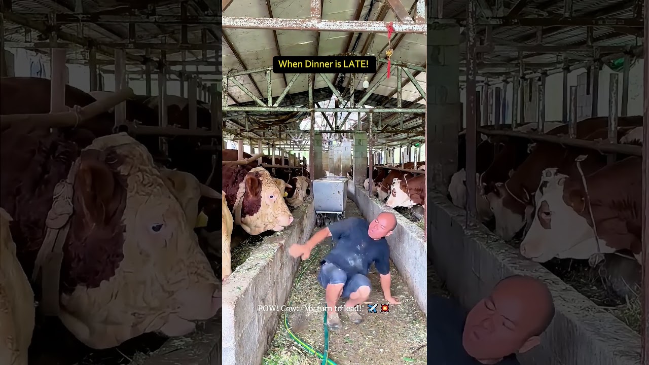 When Dinner is LATE! 🐮😡 Cow Yeets the Farmer! 😂#farminglife  #cow