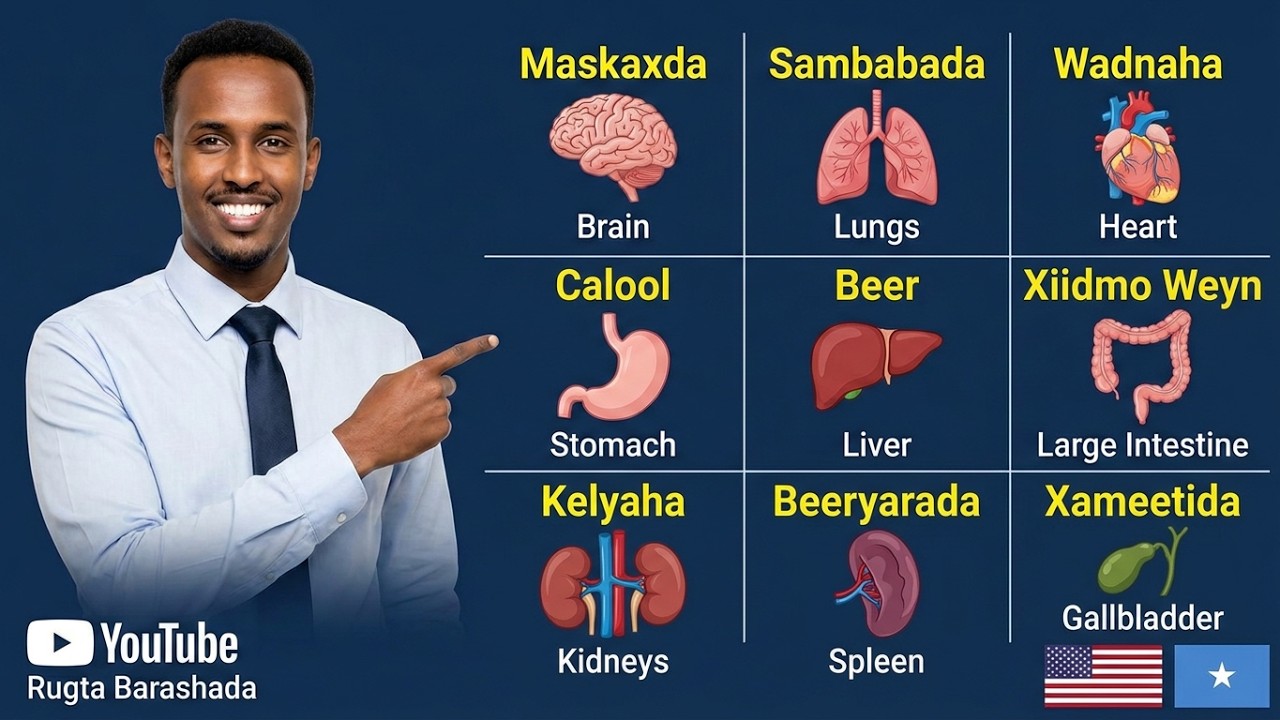 Somali English THE PARTS OF THE BODY 2 [Qeybaha Jidhka]