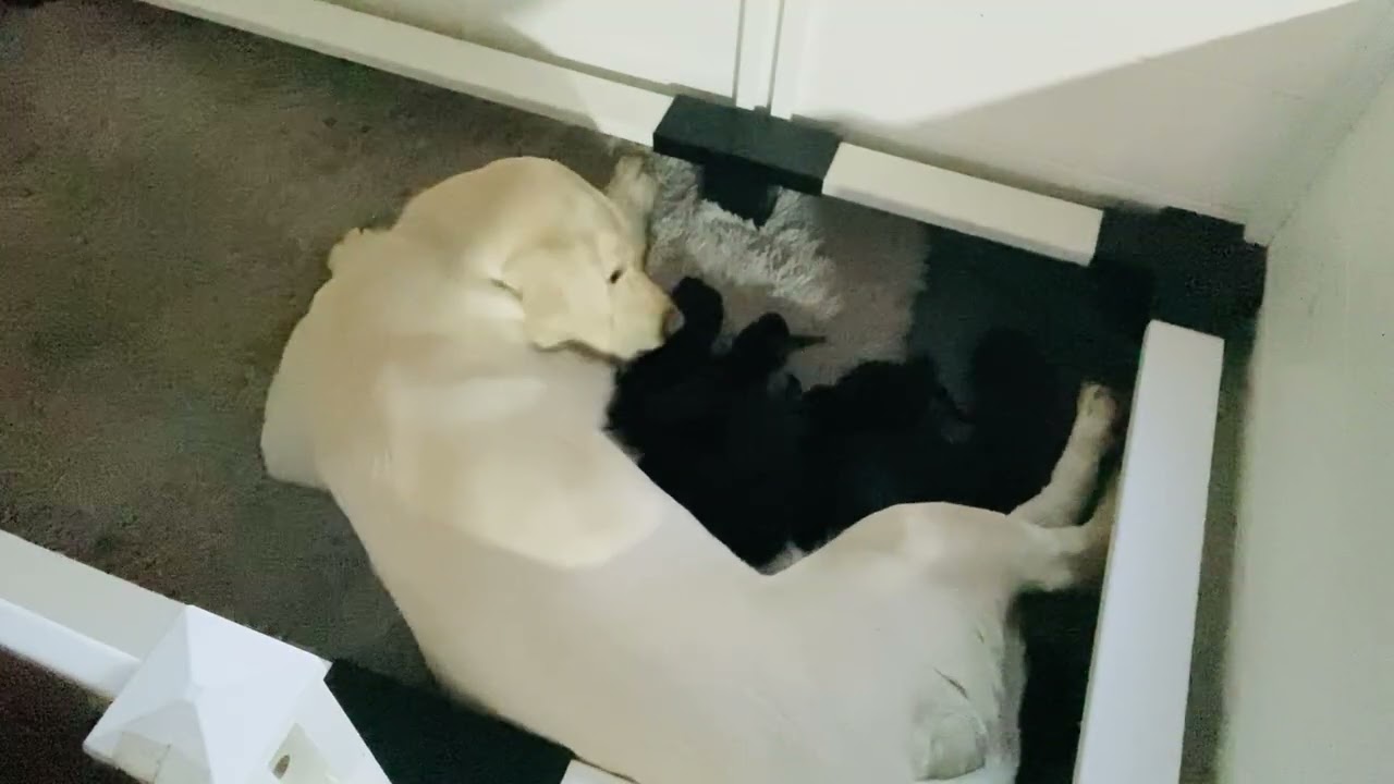 They’re Only 2 Days Old 🐾