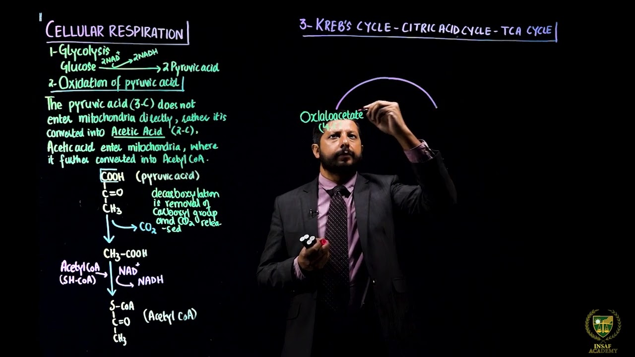 Steps of Cellular Respiration || 11TH BIOLOGY || CHP 11 || LECTURE 17 ||