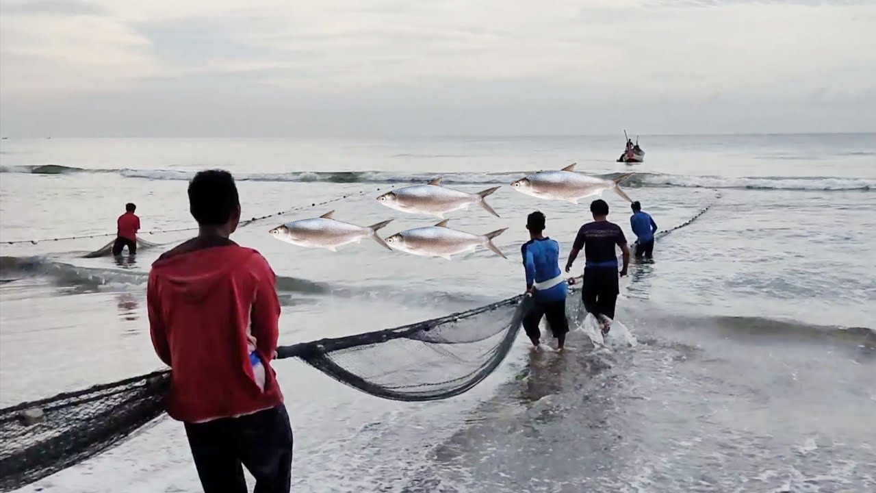 Hasil Tangkapan Jaring Pukat Pantai yang Luar Biasa &ndash; Panen Ikan Bandeng Besar-besaran di Pesisir