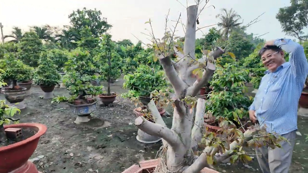 Phốt anh Út Đực: tôi làm y chang anh vì sao mai tôi lá me vàng lá gân xanh dịch bọ trĩ phải làm sao?