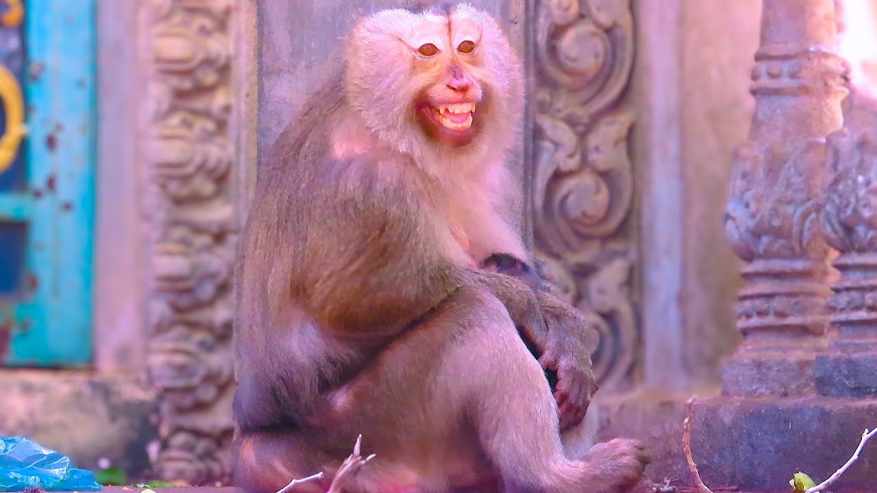 Adorable Elderly Monkey Mom Shows Affection to Someone & Her Newborn