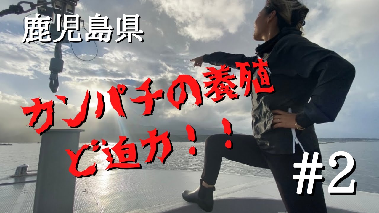 [日本一周]鹿児島県錦江湾のカンパチ養殖業の見学にお邪魔して来ました　隆寶水産カンパチ養殖
