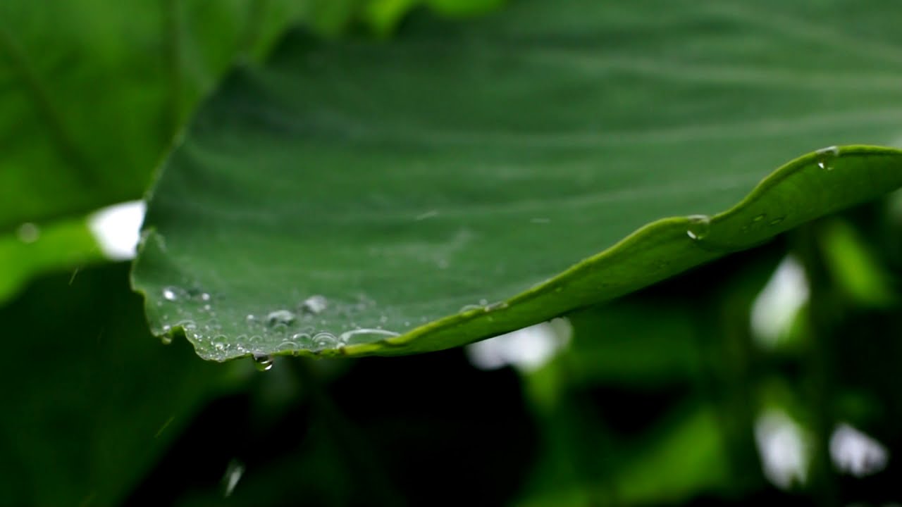 8시간 토란잎 위로 떨어지는 빗방울 🌿 우산 빗소리 ASMR (추억 여행, 깊은 수면,불면증 완화, 꿀잠)