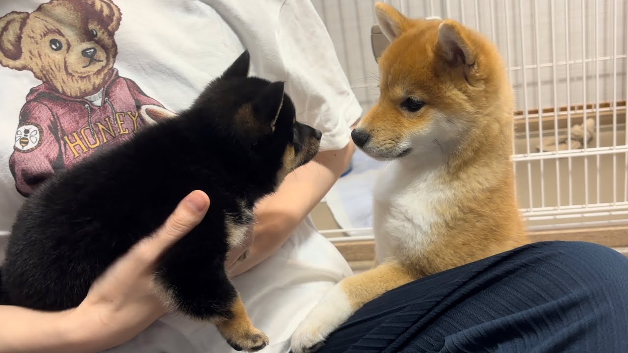 柴犬パピーたちの初顔合わせ