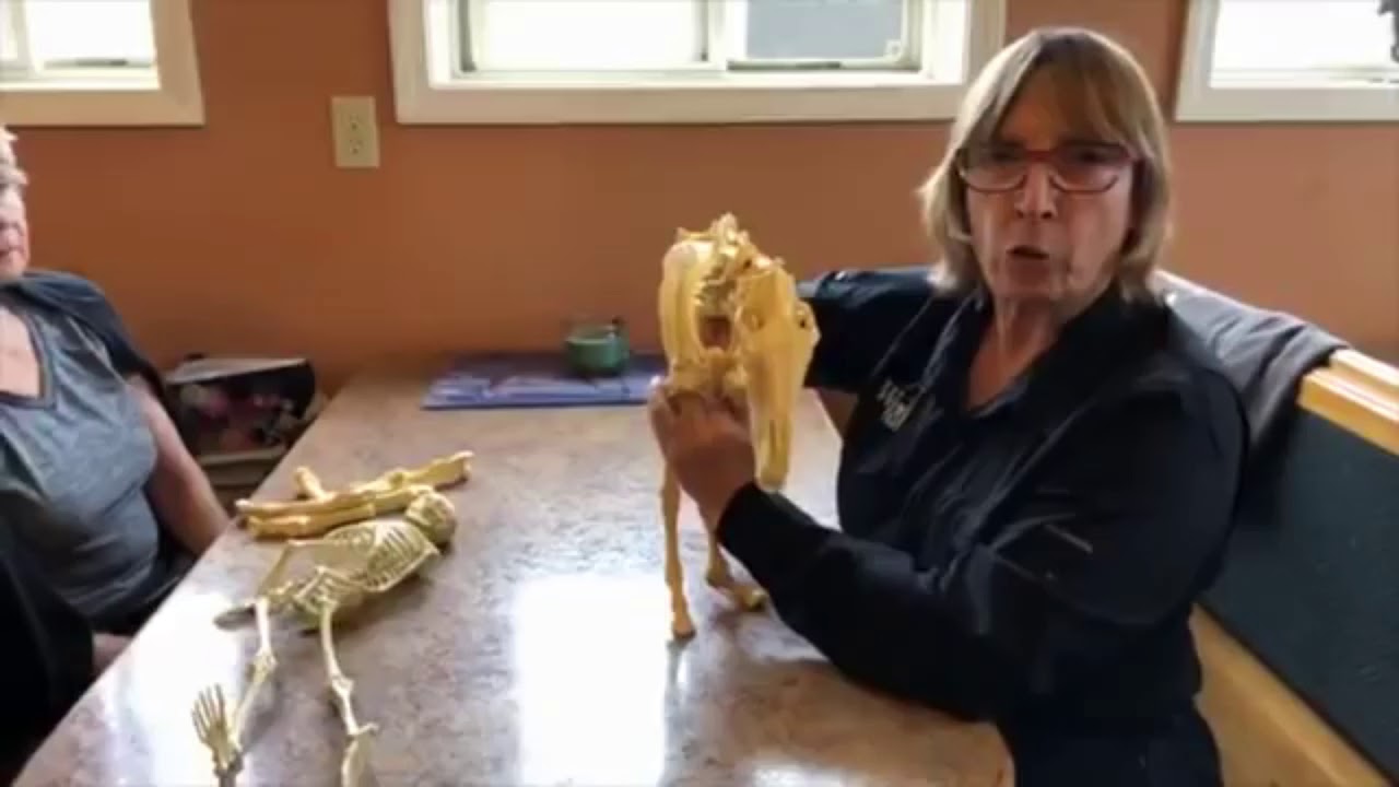 Wendy Murdoch erklärt die Brustkorb-Rotation anhand eines Pferdeskeletts, Juni 2018