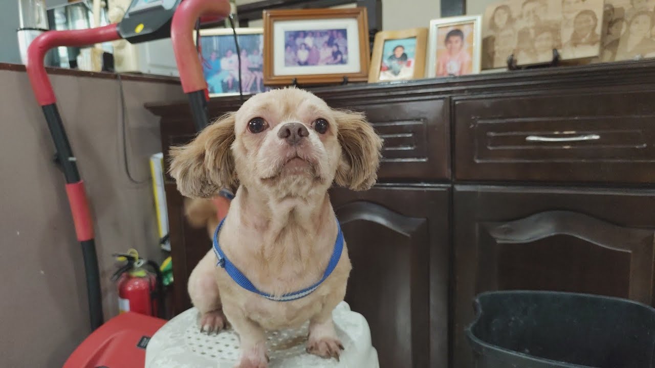 || Olie nakalbo na😀🐕/groaming ||