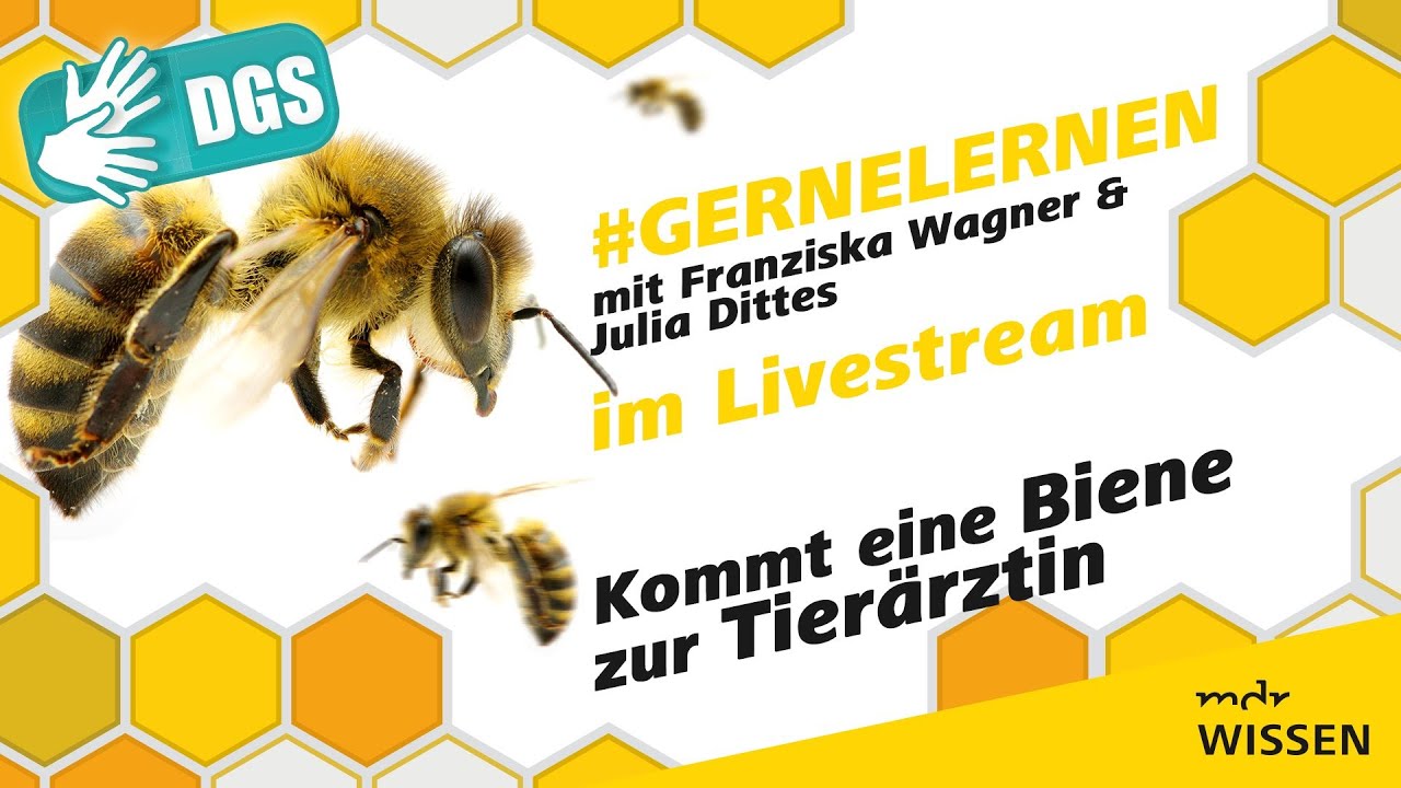 Geb&auml;rdefassung: Kommt eine Biene zur Tier&auml;rztin | #gernelernen mit MDR Wissen | MDR