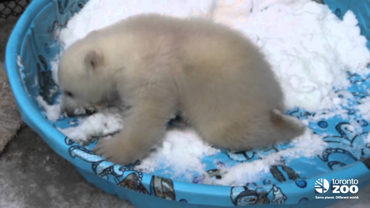 Toronto Zoo polar bear cub 3 months