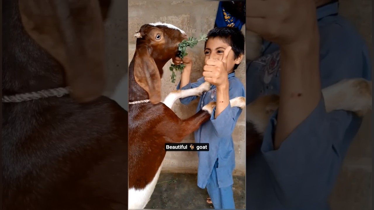 #beautifulgoat